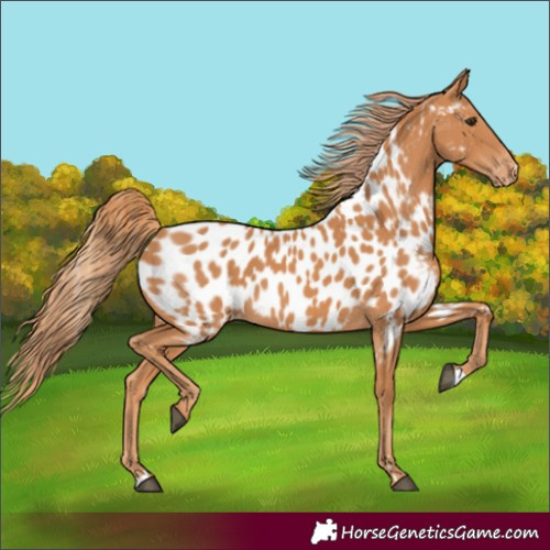 Horse Color:Chestnut Near Leopard Rabicano