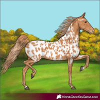 Horse Color:Chestnut Near Leopard Rabicano
