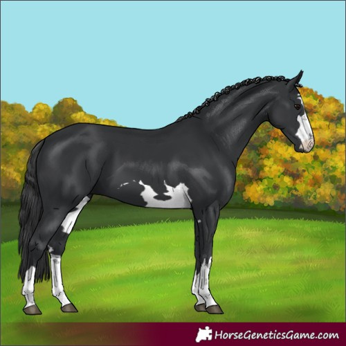 Horse Color:Unknown 