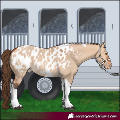 Horse Color:Bay Dun Tobiano Near Leopard