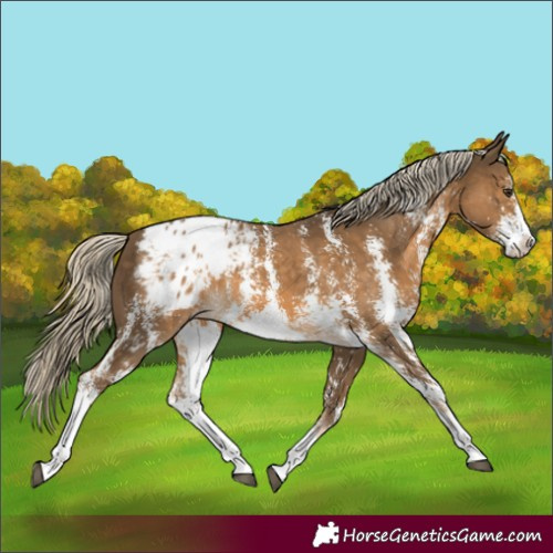 Horse Color:Chocolate Palomino Sabino Splash Blanket
