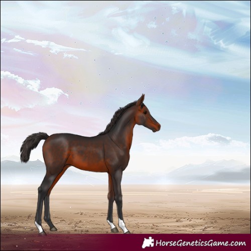 Horse Color:Bay Tobiano Rabicano