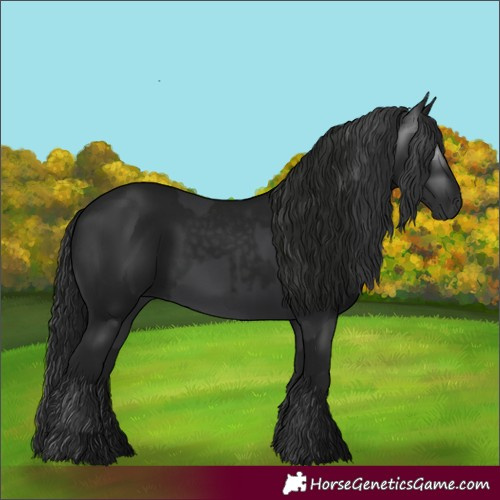 Horse Color:Black and Gray Black