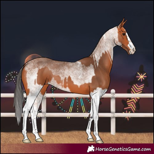 Horse Color:Bay  and White Spotted Bay 