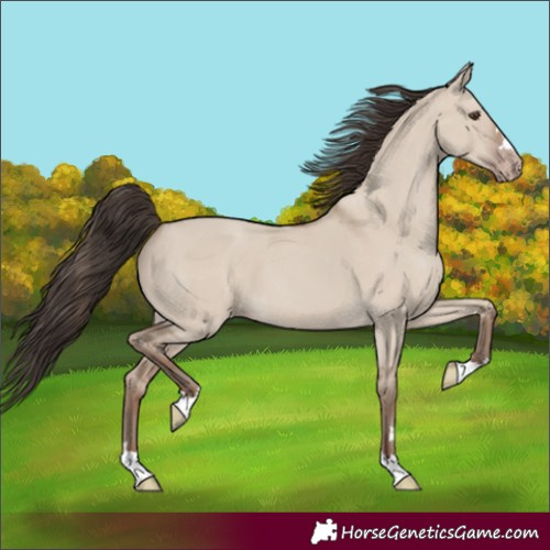 Horse Color:Unknown 