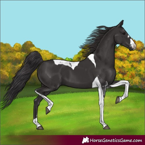 Horse Color:Smoky Black Tobiano