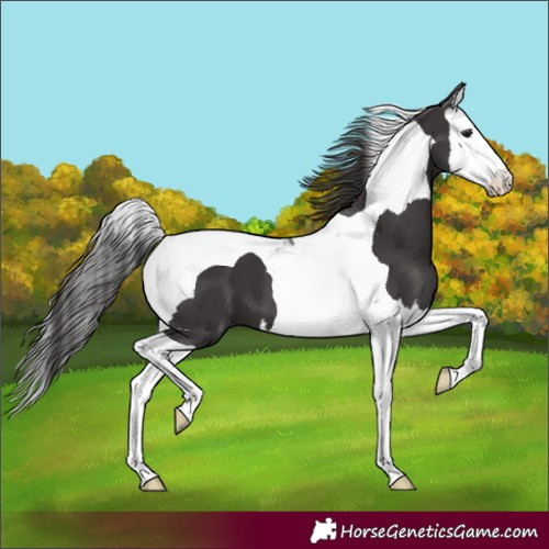 Horse Color:Smoky Black Splash Tobiano 