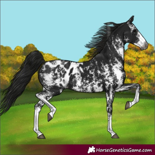 Horse Color:Unknown 