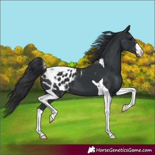 Horse Color:Black Tobiano Blanket