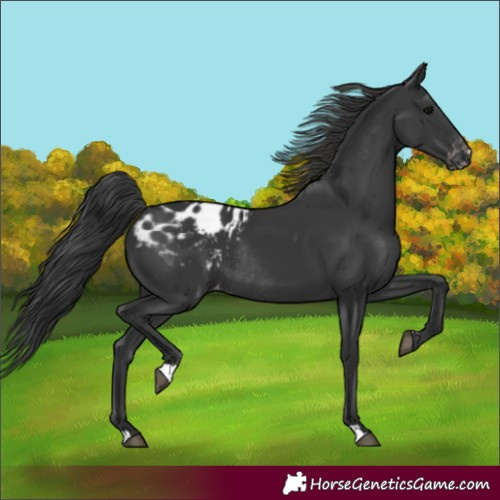 Horse Color:Black Blanket Rabicano 