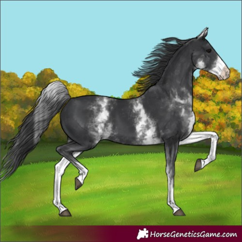 Horse Color:Unknown