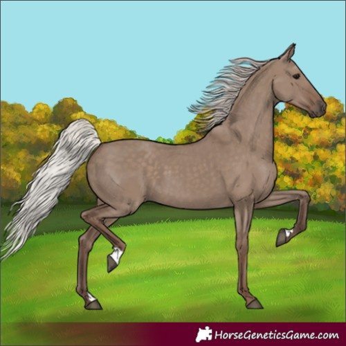 Horse Color:Silver Grullo