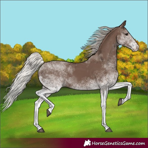 Horse Color:Unknown 