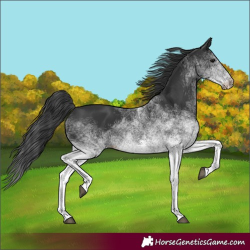 Horse Color:Unknown 