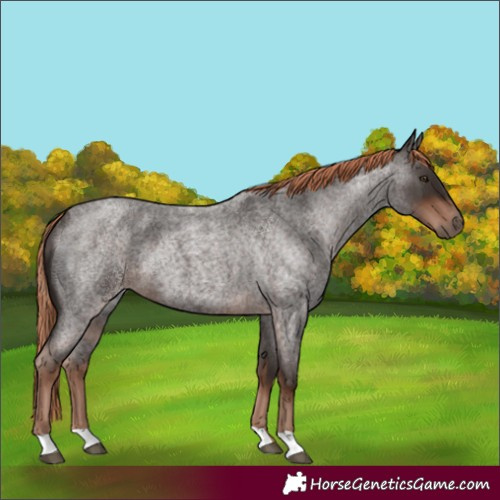 Horse Color:Liver Red Roan Rabicano