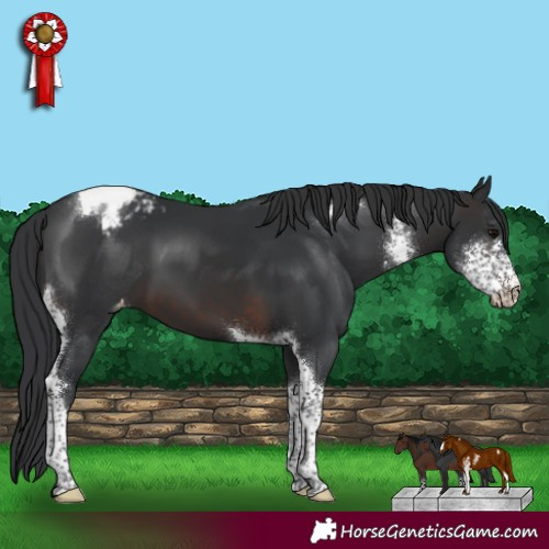 Horse Color:Brown Sabino Tobiano Blanket