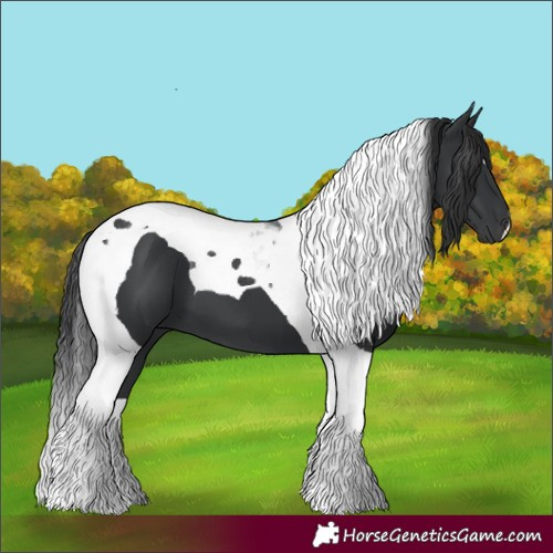 Horse Color:Black Tobiano