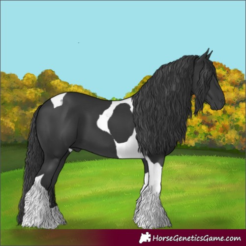 Horse Color:Black Tobiano