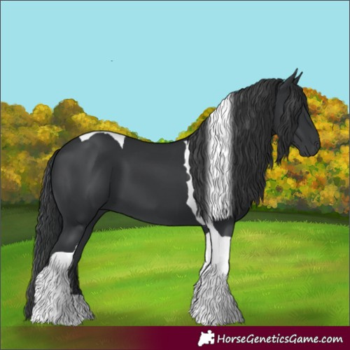 Horse Color:Black Tobiano