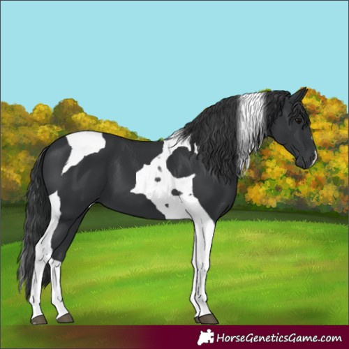 Horse Color:Black Tobiano 