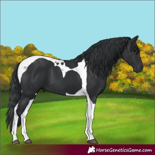 Horse Color:Black Tobiano 