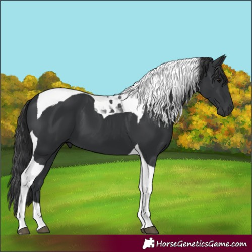 Horse Color:Black Tobiano 