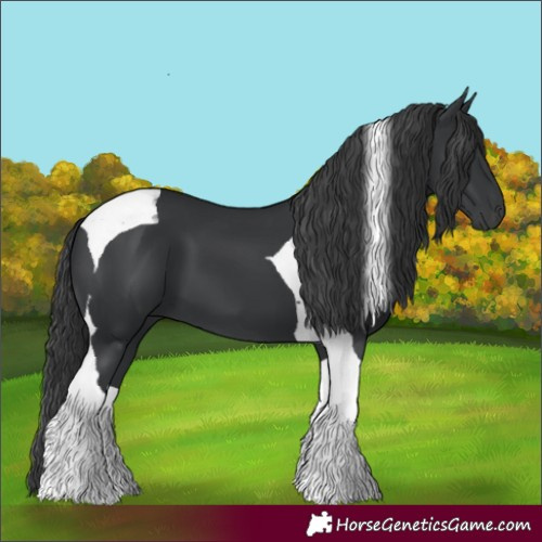 Horse Color:Black Tobiano 