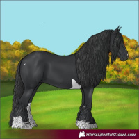Horse Color:Black Tobiano 