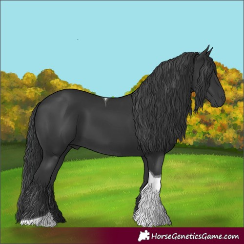 Horse Color:Black Tobiano