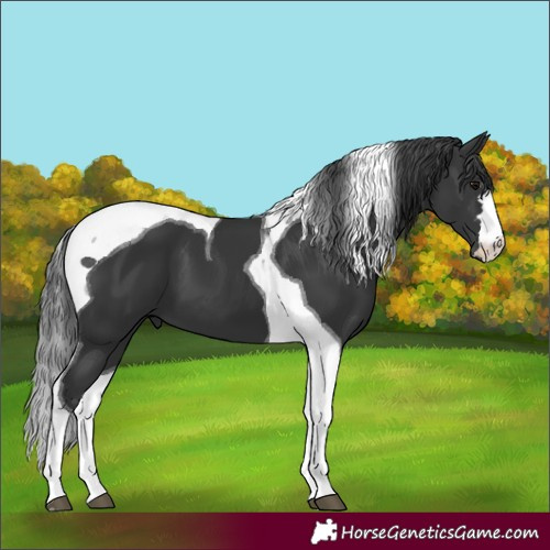 Horse Color:Black Tobiano