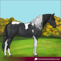 Horse Color:Black Tobiano