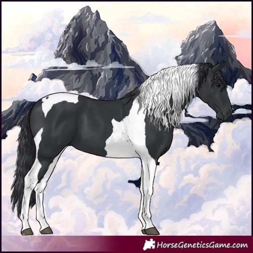 Horse Color:Black Tobiano