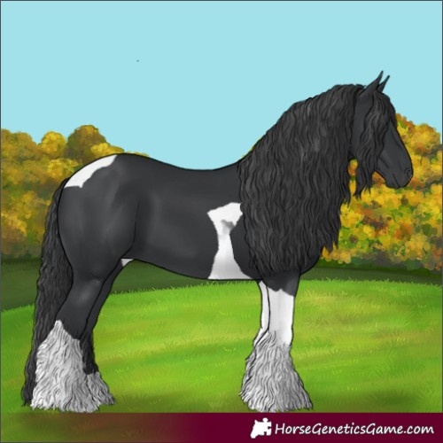 Horse Color:Black Tobiano 