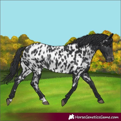 Horse Color:Black Near Leopard Rabicano 