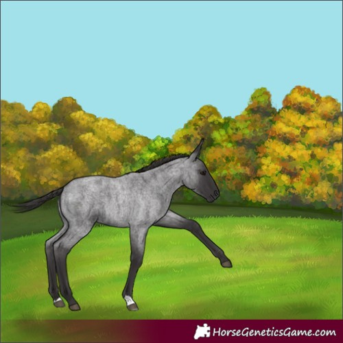 Horse Color:Smoky Blue Roan 