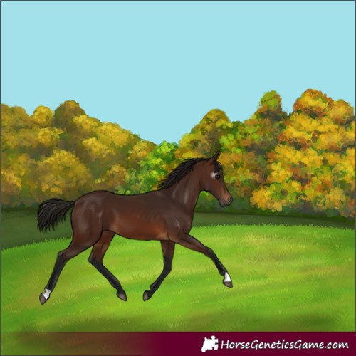 Horse Color:Gray Bay