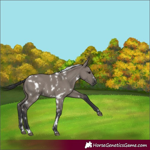 Horse Color:White Spotted Grullo Rabicano