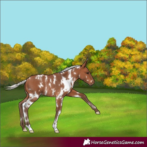 Horse Color:White Spotted Silver Brown Rabicano 