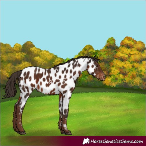 Horse Color:White Spotted Liver Chestnut Near Leopard Rabicano