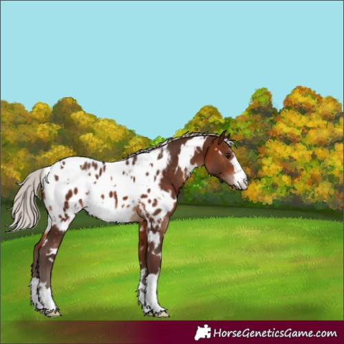 Horse Color:White Spotted Silver Brown Blanket