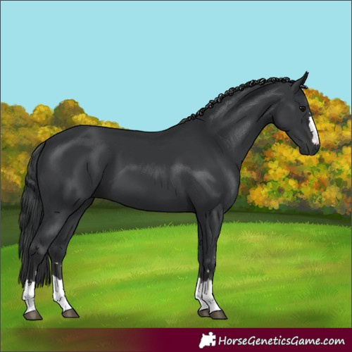 Horse Color:Unknown 