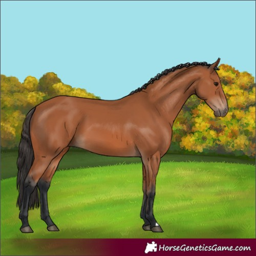 Horse Color:Unknown 