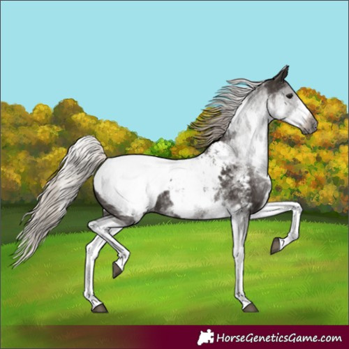 Horse Color:Gray White Spotted Silver Black Snowcap 