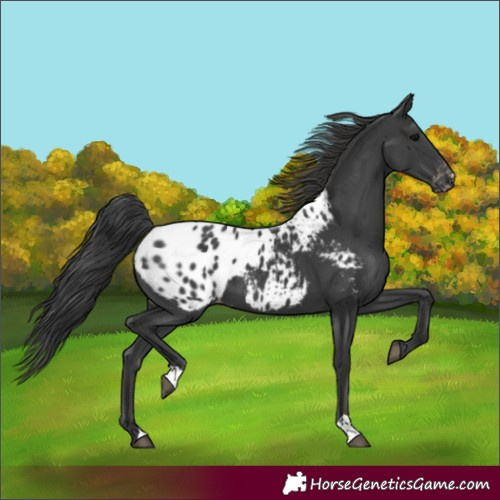 Horse Color:Black Blanket 