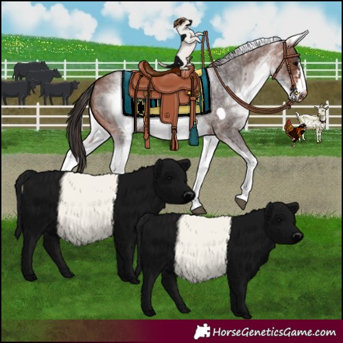 Horse Color:White Spotted Brown Roan Frame