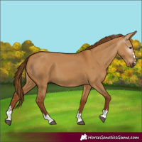 Horse Color:Gray Red Dun 