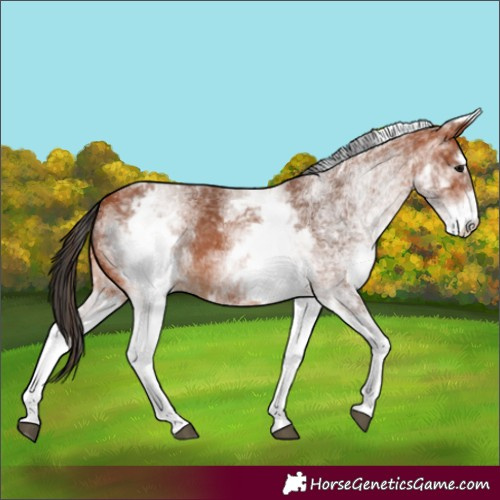 Horse Color:White Spotted Bay