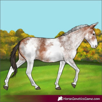 Horse Color:White Spotted Bay