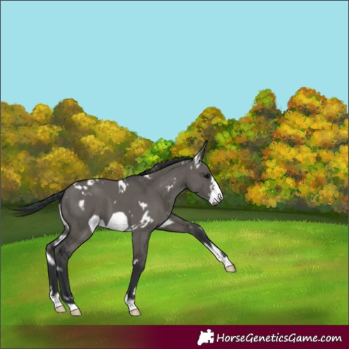Horse Color:White Spotted Grullo Frame