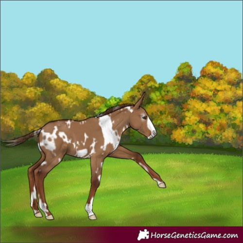 Horse Color:Gray White Spotted Red Dun Frame 